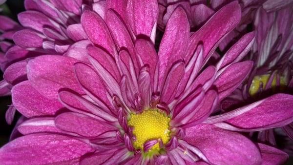 photo of Kristine R.