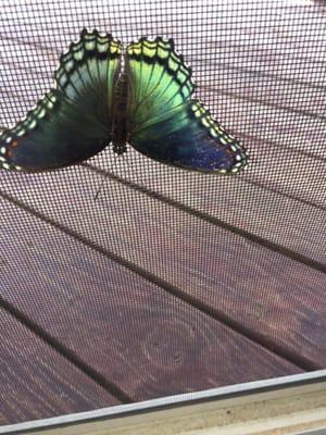 photo of Patricia S.