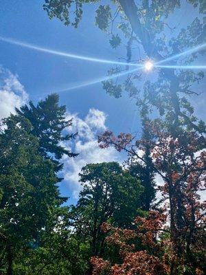 Photo of Shalishah H.