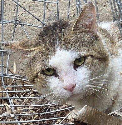 Photo of A Cat Z.