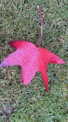 photo of Maria Jose S.