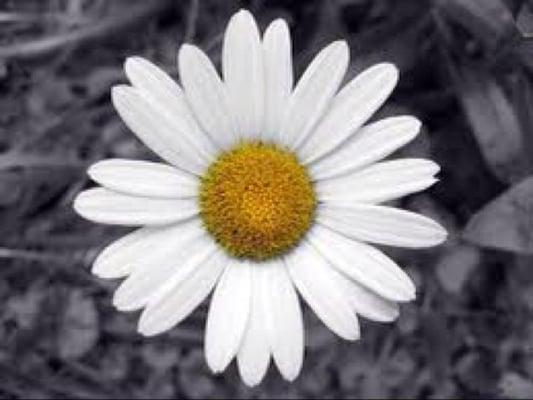 photo of Michelle J.