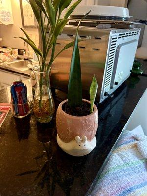 photo of Virginia M.