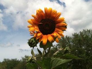 Photo of Summer W.