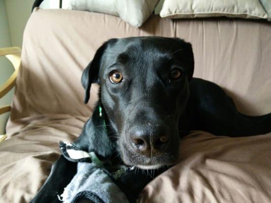 photo of Chicago888 L.