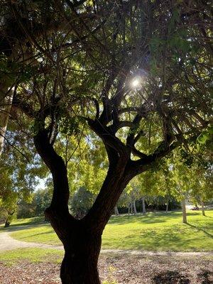 photo of Apolonia I.