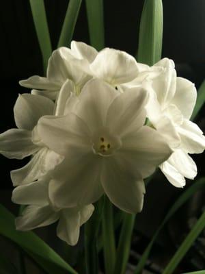 Photo of Anh H.