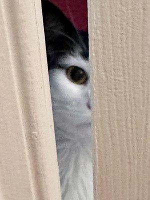 Photo of Sir Sammeow S.