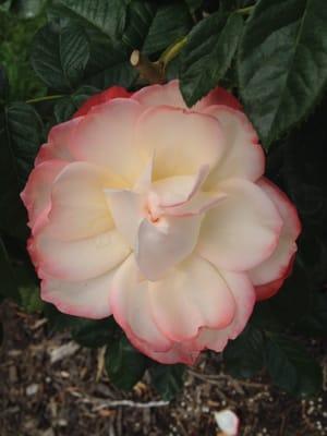 photo of Ashleigh T.