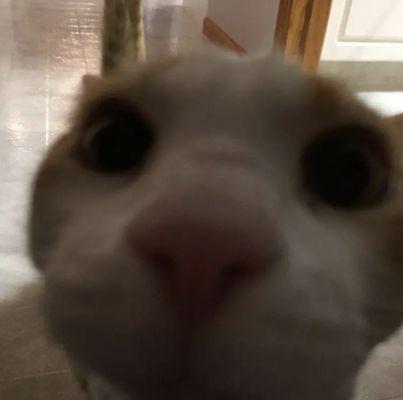 photo of Professional R.