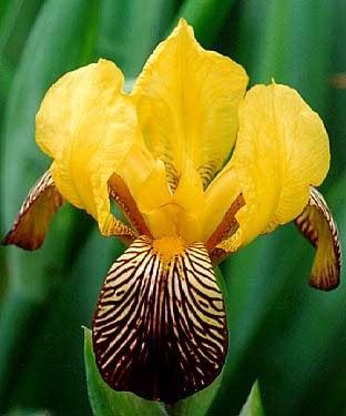 Photo of Iris M.