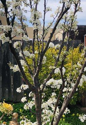 photo of Elaine V. B.