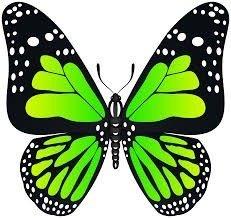 Photo of Green butterfly E.