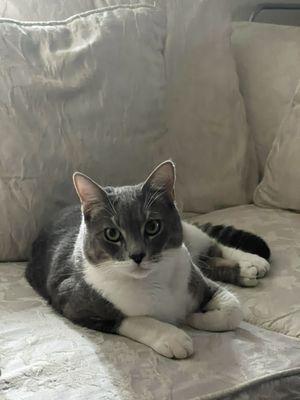 photo of Abdelouahed Z.