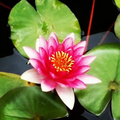 photo of Alexandra K.