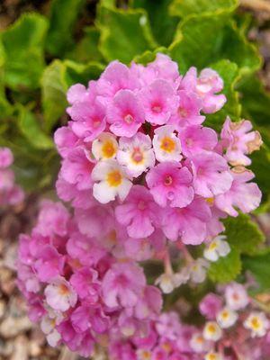 photo of Jennifer G.