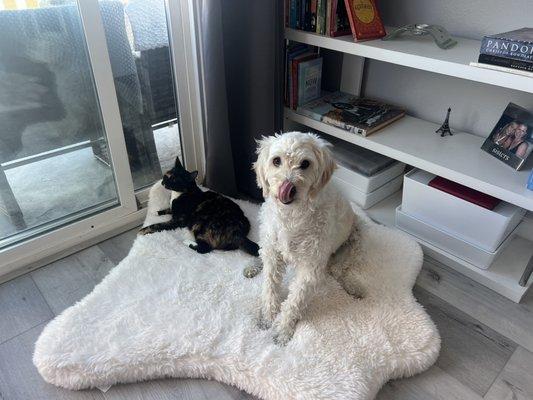 photo of Susanimal N.