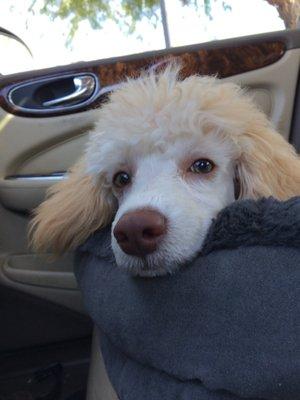 photo of Francoisthe P.