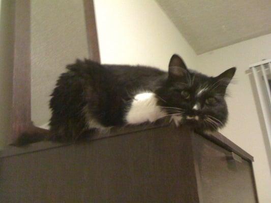 photo of THE HUNGRY CA T.