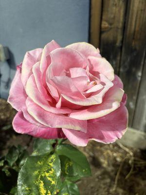 photo of Samantha S.