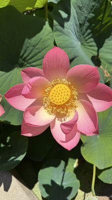 Photo of Jennifer W.