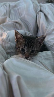 Photo of An N.