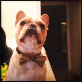 Photo of Castor T.