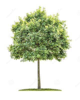 Photo of Borboa Tree Service B.