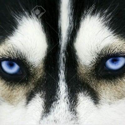 photo of Fizoires N.