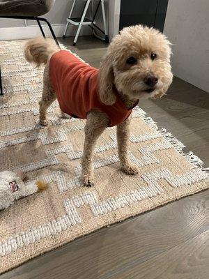 Photo of Silly Cat M.