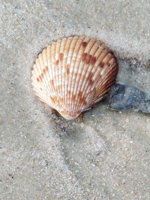 Photo of Kiwi A.