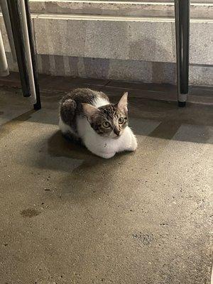 photo of Lanalyngoofyah