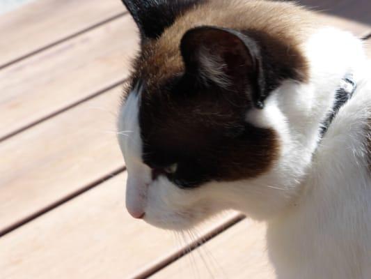 Photo of Kitty S.