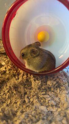 photo of Giovanna S.