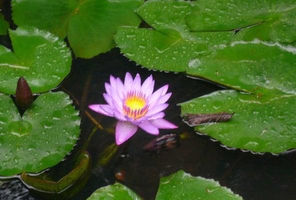 photo of Courtney P.