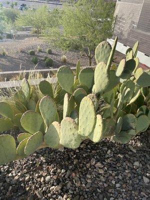 photo of Patricia H.