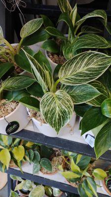 photo of Christina W.