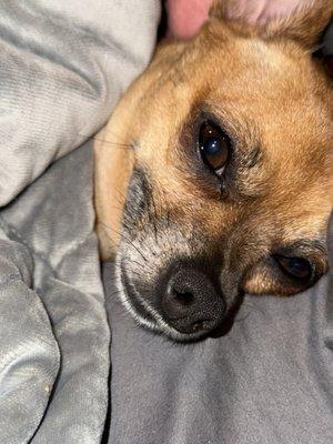 Photo of Sugar E.
