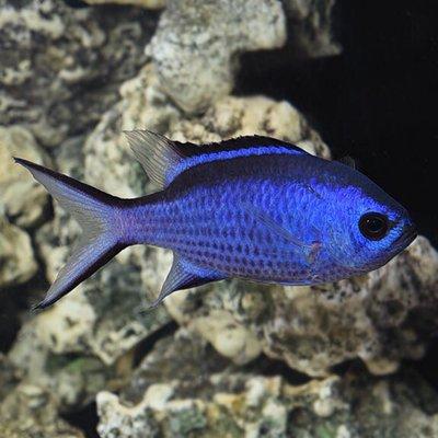 Photo of Blue C.