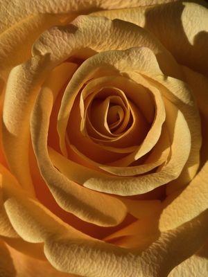 photo of KarenMaddenDreiser ..