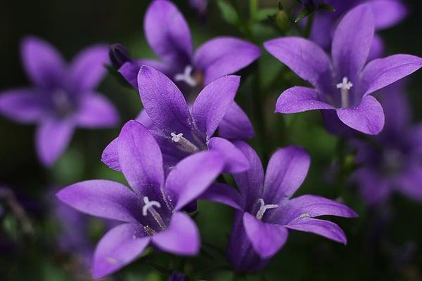 photo of Frequent D.