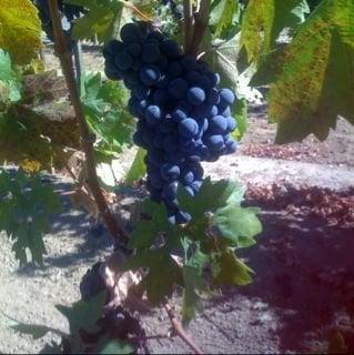 photo of Danielle J.