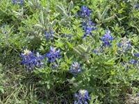 photo of Michelle J.