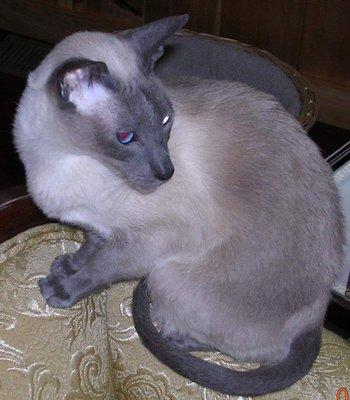 Photo of Lisa B.