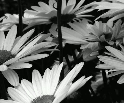 Photo of Daisy R.