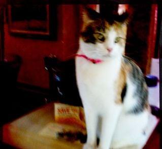 Photo of Debbie S.