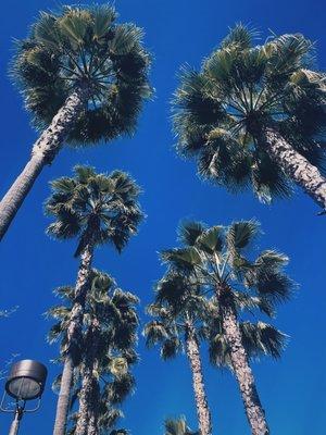 photo of Carolina M.