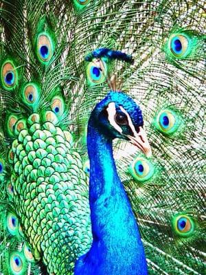 photo of Nataliya B.