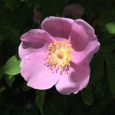 Photo of Anonymous A.