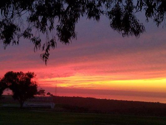 photo of Scarlets T.